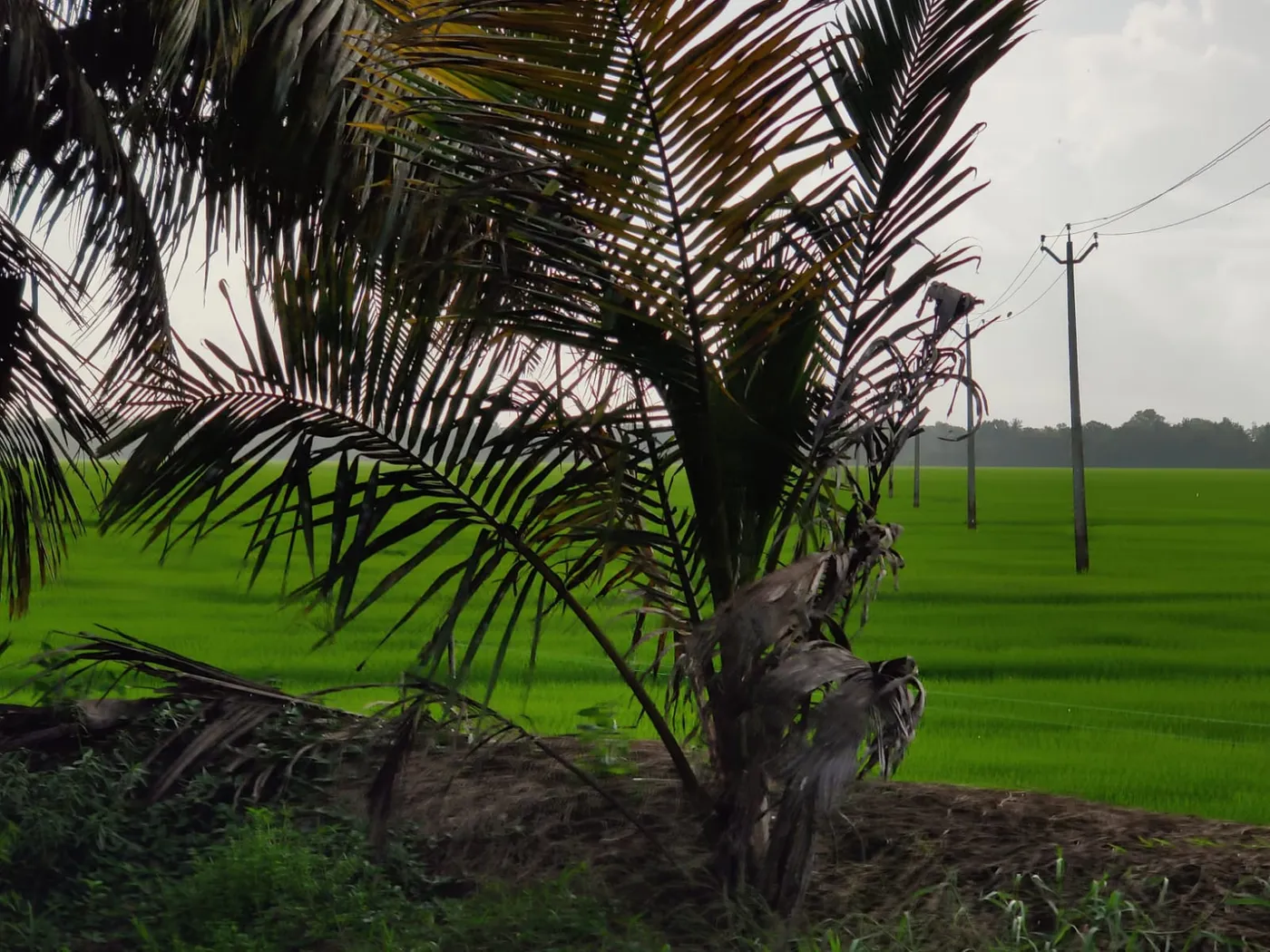 Triveny Camelot Resort and Spa, Alleppey