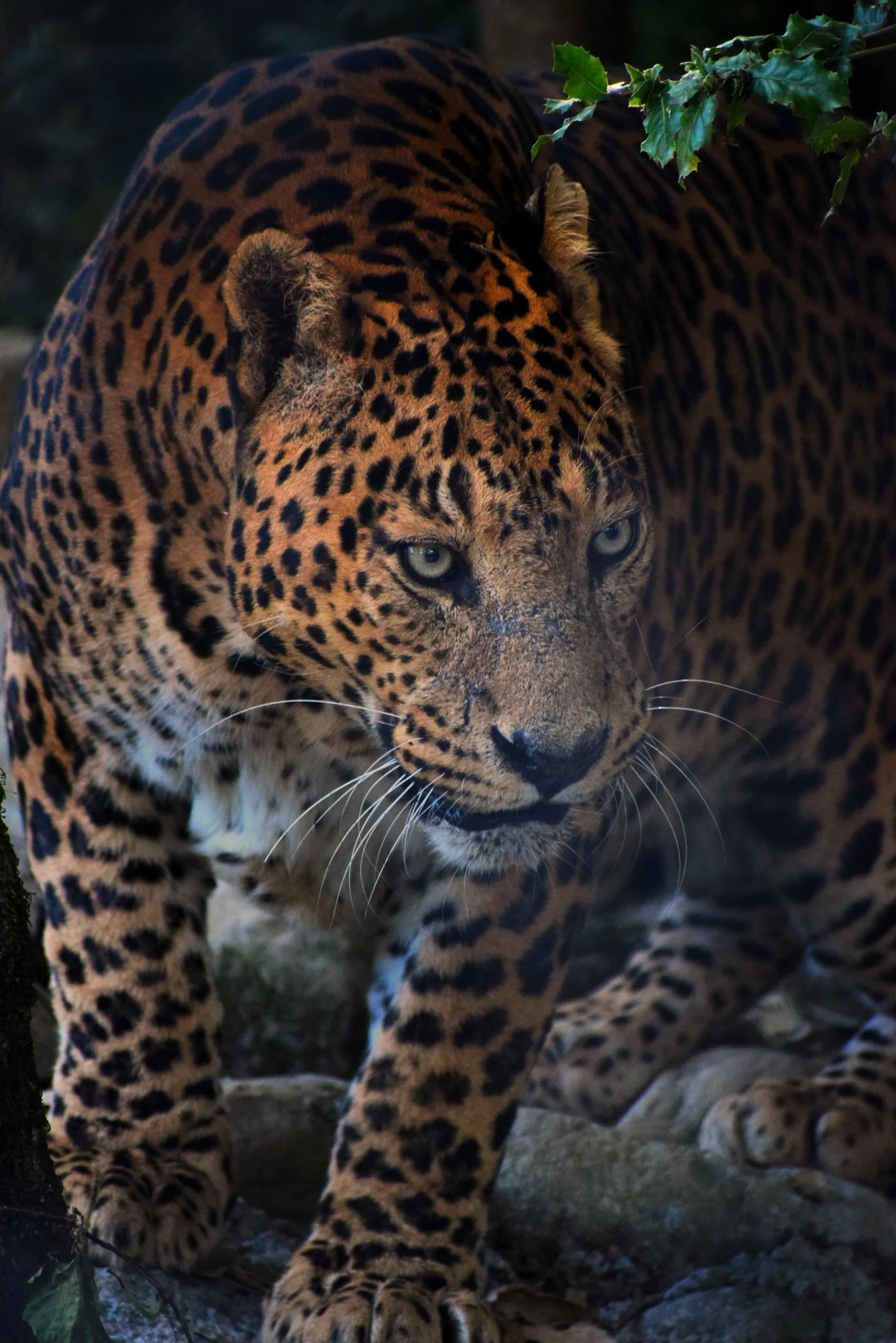 Jim Corbett National Park