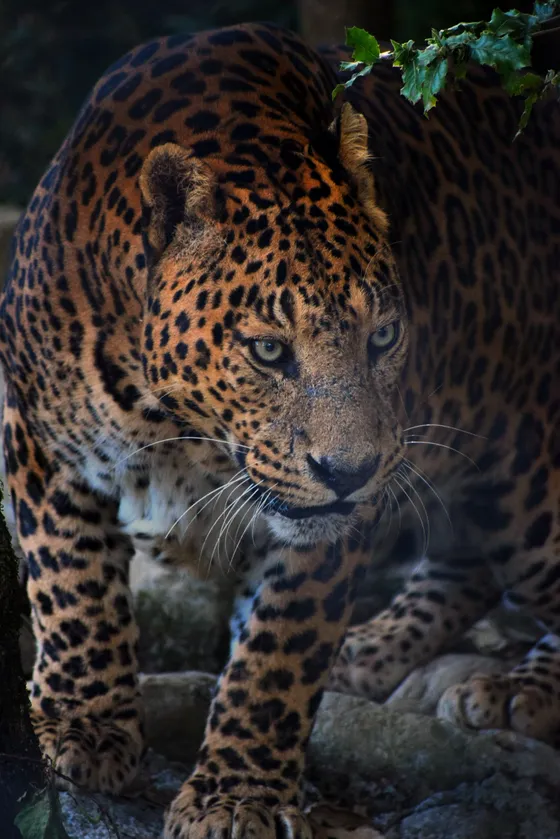 Jim Corbett National Park