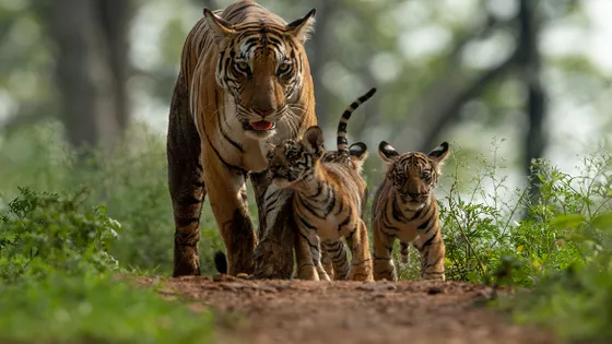 Kanha National Park