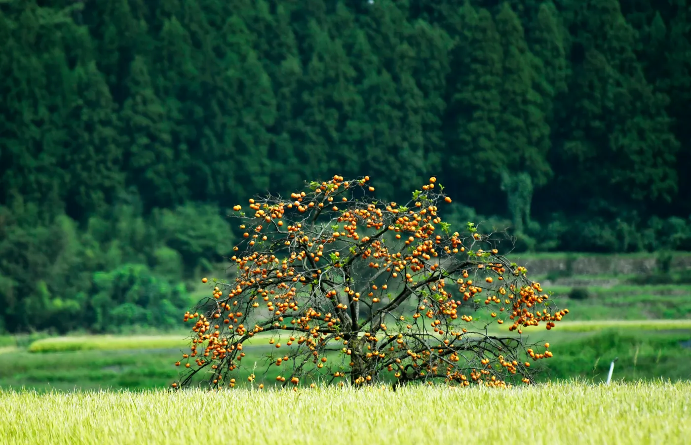 Toyama