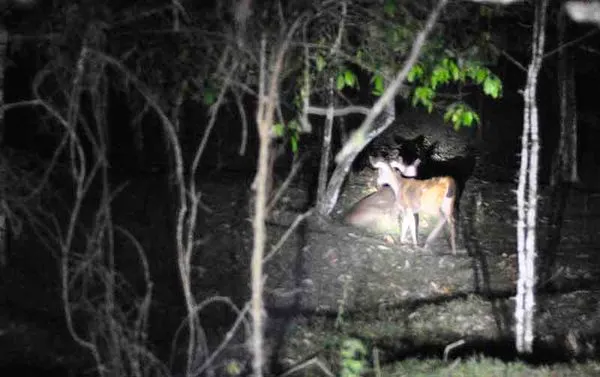 Thekkady: Nocturnal Jungle Scout Adventure