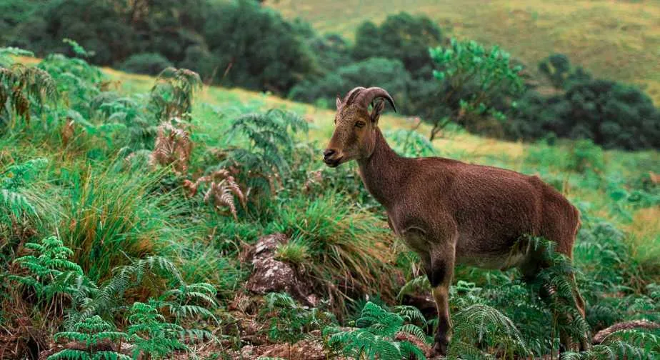 Eravikulam National Park Safari, Munnar, Munnar