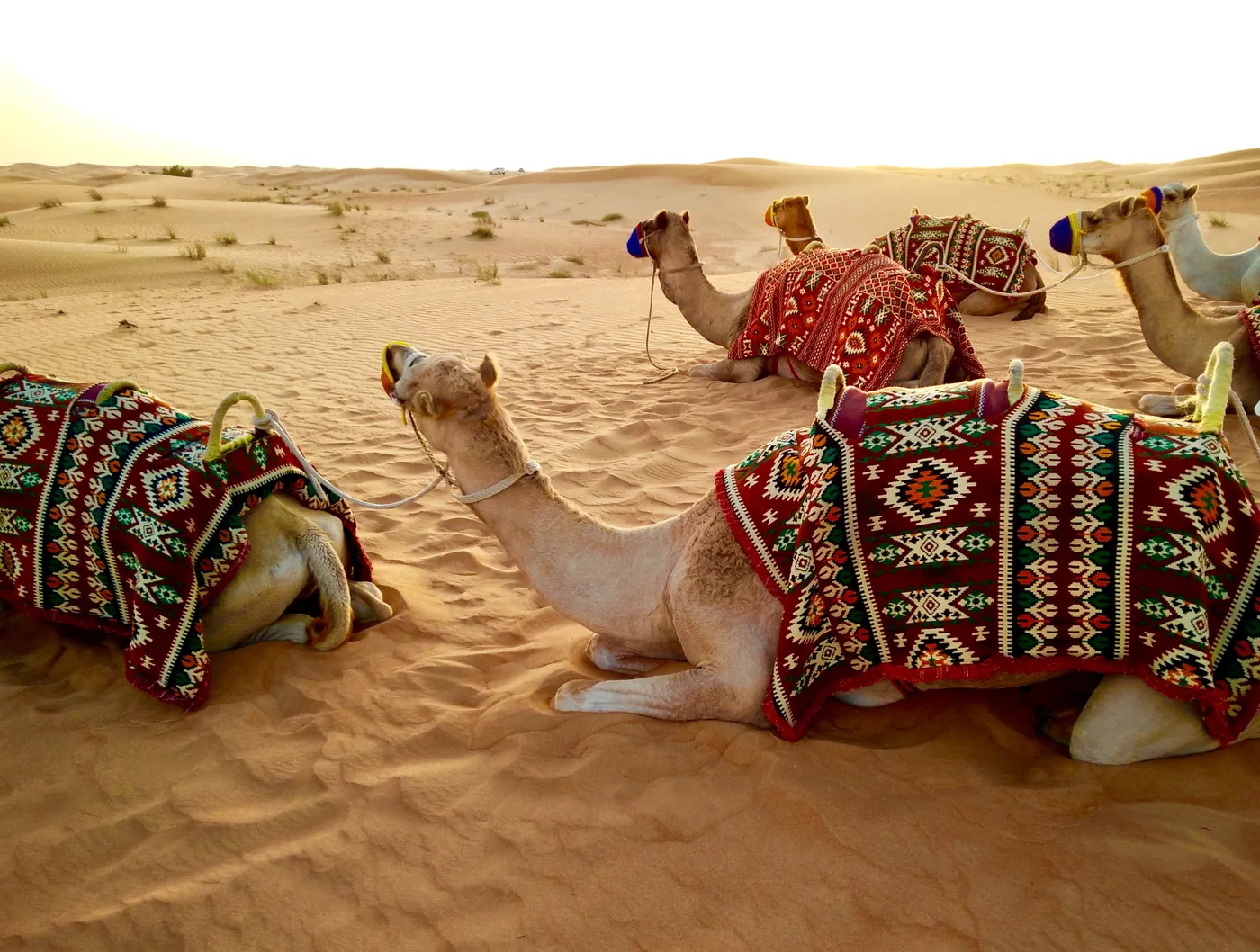 Jaisalmer: Sunset Camel Safari Adventure, Jaisalmer