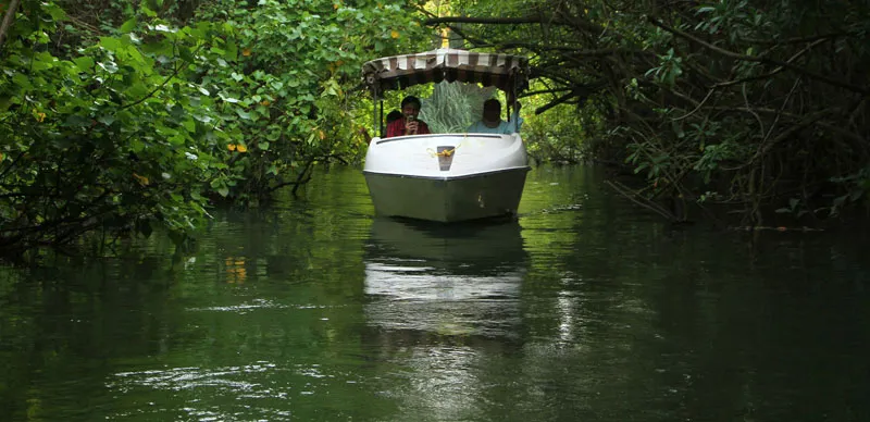 Birdwatching Cruise, Trivandrum