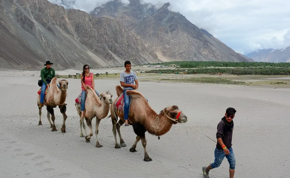 Bactrian Camel safari, Nubra