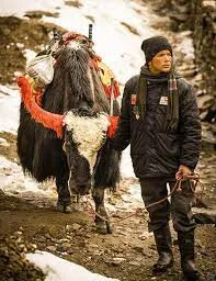 Yak Safari in Spiti
