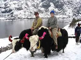 Tsomgo Lake Yak Safari: Mountain Retreat Adventure, Gangtok