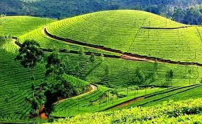 Kodaikanal Tea Estate Tour, Kodaikanal