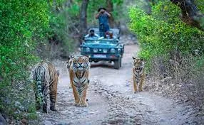 Wildlife Tour And Jeep Safari In Mysore, Mysore
