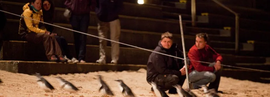 Melbourne: Phillip Island Penguin & Wildlife Adventure, Melbourne