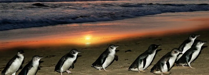 Phillip Island: Penguin Parade & Wildlife Escape, Melbourne