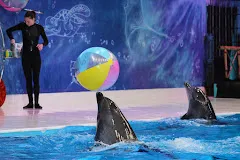 Dolphine & seal show tickets with optional VIP seating, Dubai