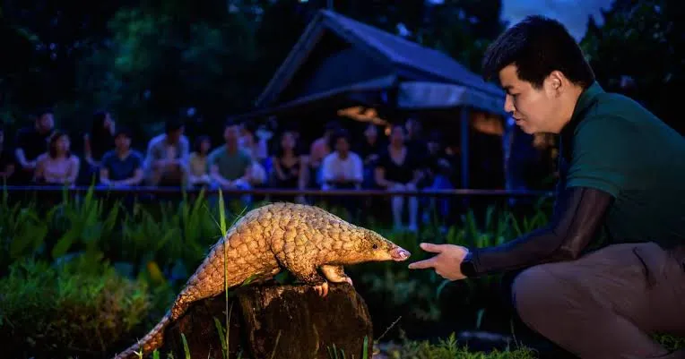 Singapore Night Safari: Nocturnal Wildlife Adventure, Singapore
