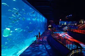 SEA Aquarium: Undersea Wonder Exploration, Singapore