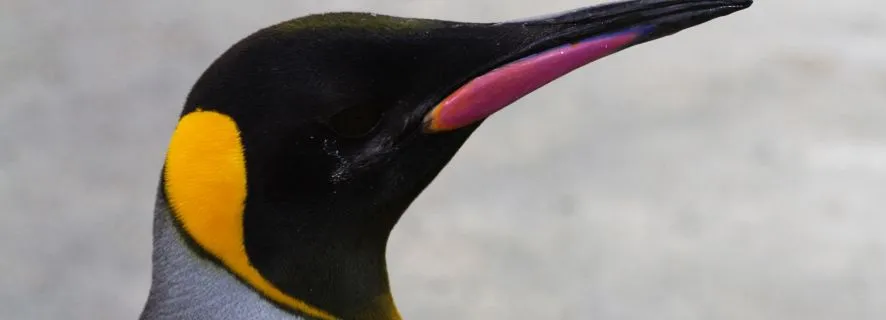 Edinburgh Zoo: Animal Wonderland Adventure, Edinburgh