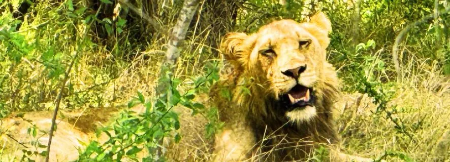 Kruger Safari: 3-Day Wilderness Escape, Johannesburg
