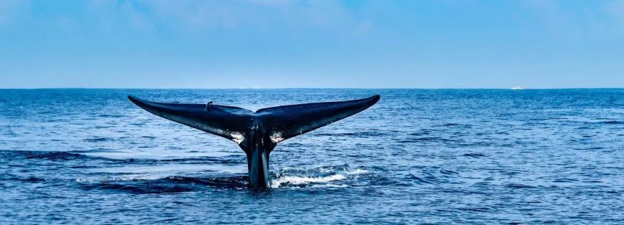 Mirissa Whale Watching Tour with Free breakfast onboard, Mirissa