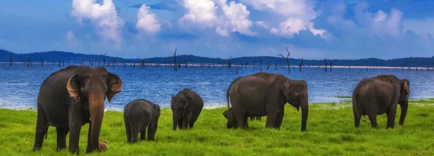 From Udawalawe :-National Park Thrilling Half-Day Safari, Colombo
