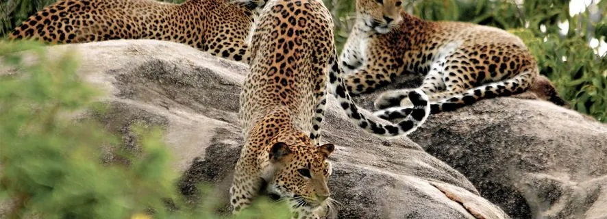Sri Lanka: Yala National Park Private Safari, Yala National Park
