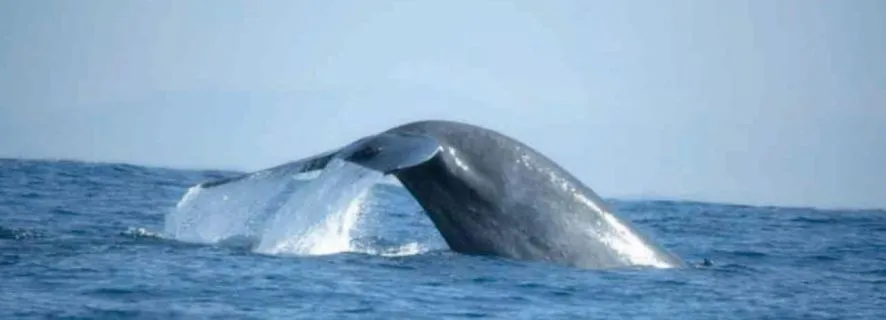 Mirissa: Whale Watching Tour, Bentota