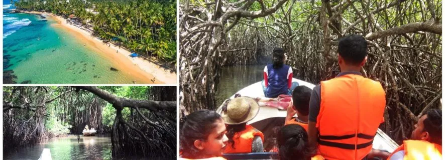 Bentota beach, River Mangroves lagoon, Wildlife Tour, Bentota