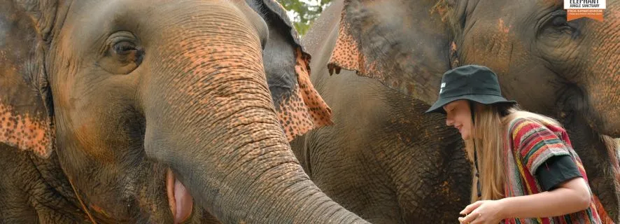 Phuket: Elephant Jungle Sanctuary Ethical Feeding Experience, Phuket