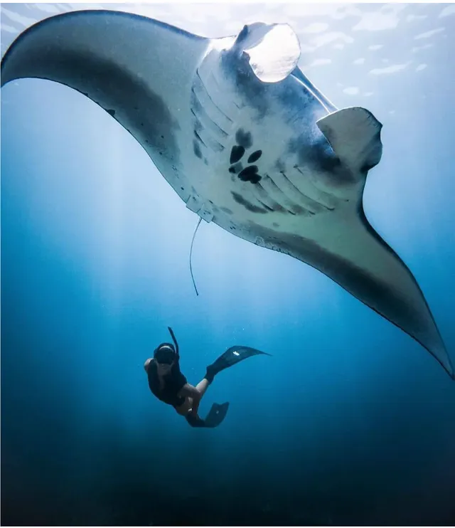 Nusa Penida: Vibrant Coral Reef Snorkel Adventure