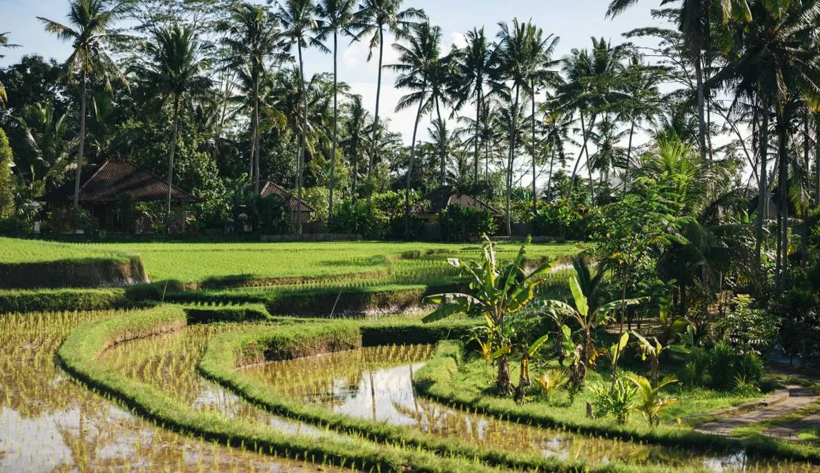 Ubud: Cultural & Nature Immersion Journey, Ubud