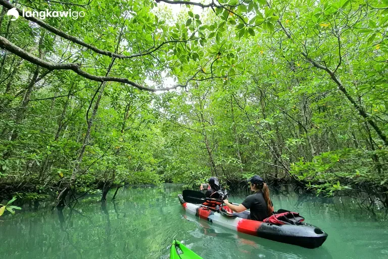 Langkawi: Kilim Mangrove Eco-Kayaking Adventure, Langkawi