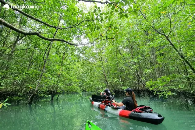 Langkawi: Kilim Mangrove Kayaking Escape