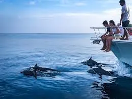 Maldives Sunset Dolphin Adventure Cruise, Male