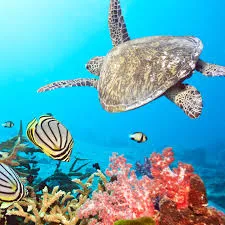 Maldives: Turtle Reef Snorkeling Adventure, Male