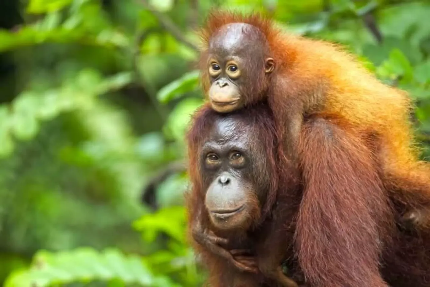 Sepilok: Orangutan & Sun Bear Sanctuary Adventure, Sandakan