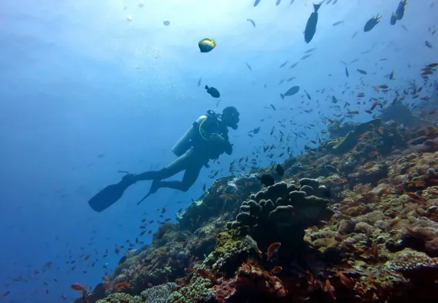 Scuba dive on the reef
