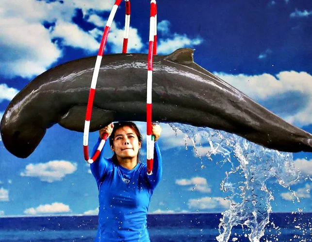 Dolphin show, Pattaya