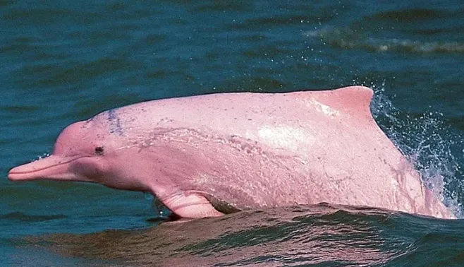 Pink Dolphins & Pig Island tour by Speedboat, Koh Samui