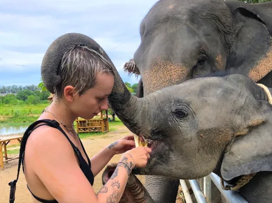Phuket Elephant Care: Feeding Encounter, Phuket