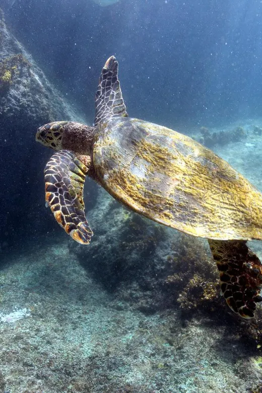 Praslin: Curieuse & St Pierre Tour with BBQ & Snorkel Stops, Praslin