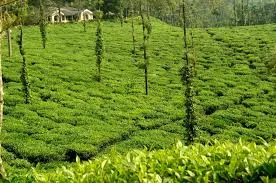 Coorg: Heritage Plantation & Coffee Experience with Lunch, Coorg