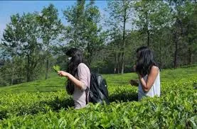 Tea plantation guided walk with Tea Tasting, Munnar
