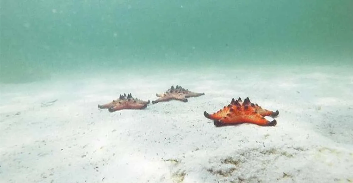 Phu Quoc: Starfish Beach & Bee Farm Adventure, Phu Quoc