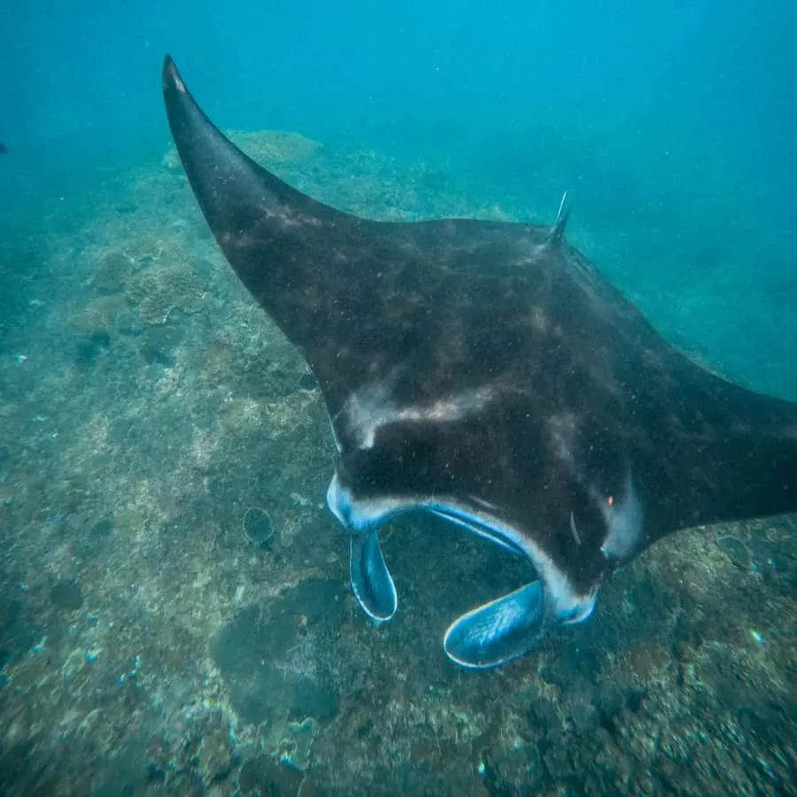 Nusa Penida: Snorkeling 3 Spots with GoPro & West Land Tour, Nusa Penida