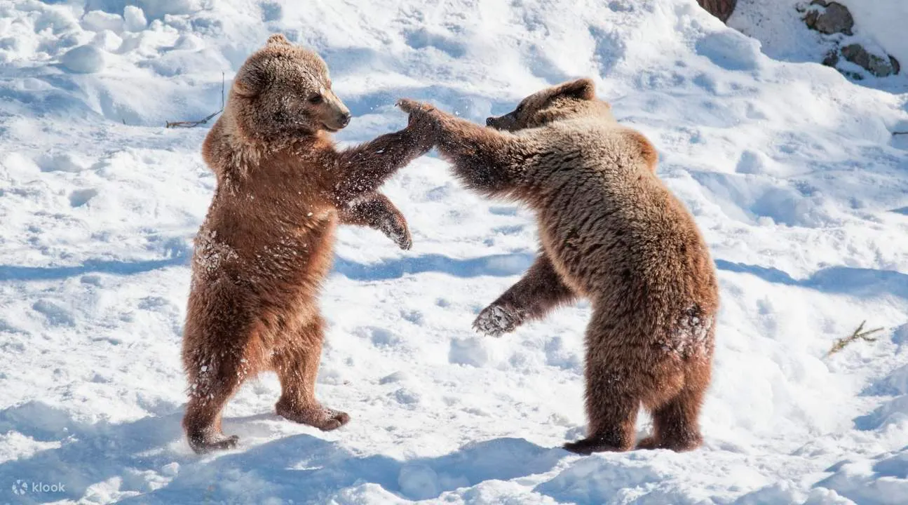 Rovaniemi: Arctic Wildlife Adventure, Rovaniemi