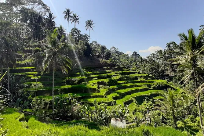 Ubud: All-Inclusive Tour with Optional Lunch, Ubud