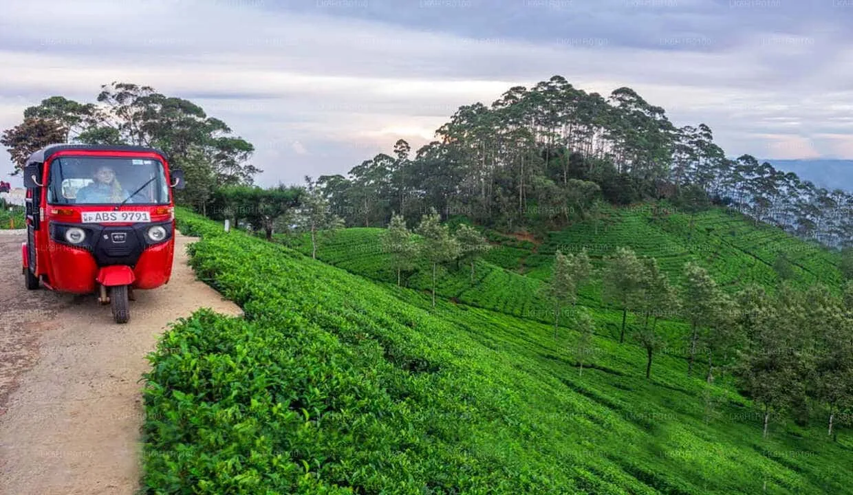 Nuwara Eliya Day Trip, Kandy