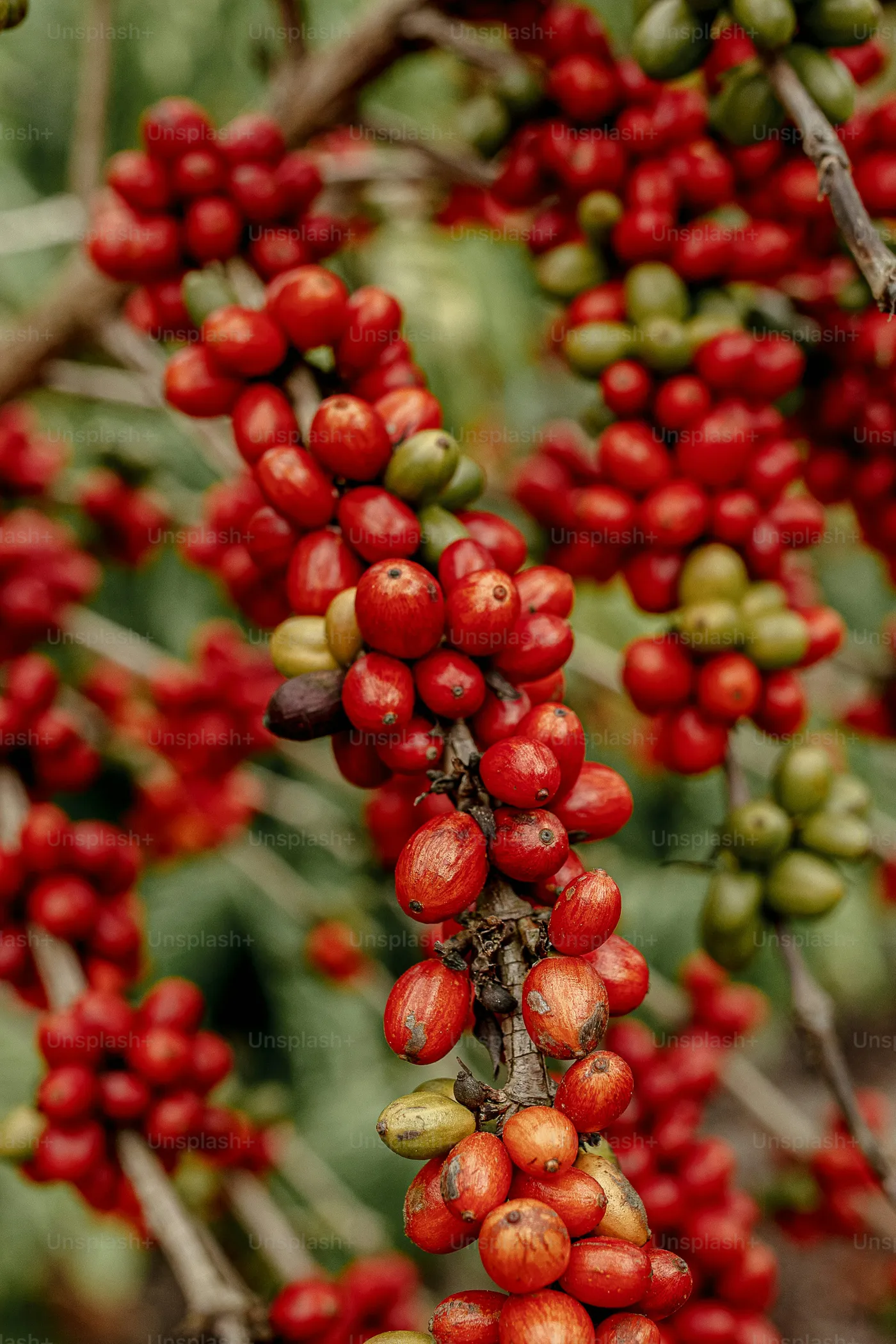 Coffee Powder Making Process Tour, Kochi