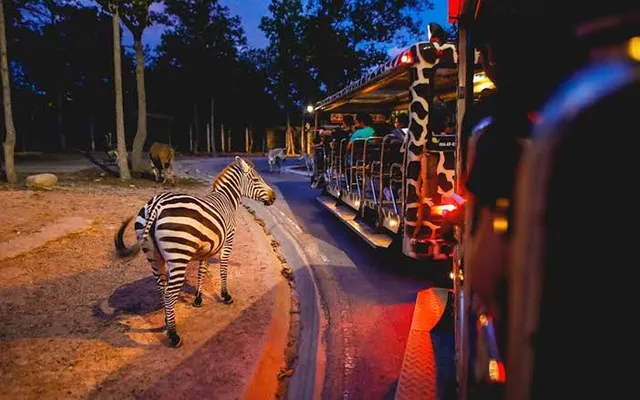 Chiang Mai Night Safari Adventure