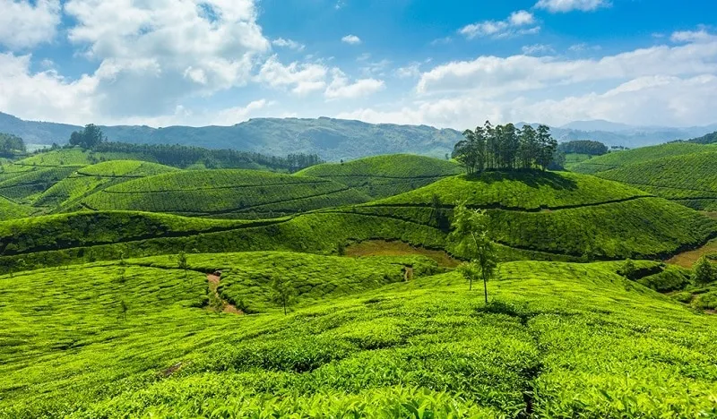 Half Day Trekking with Breakfast, Munnar