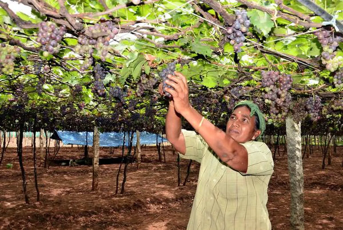 Cumbum Valley Grape Farm Visit, Thekkady